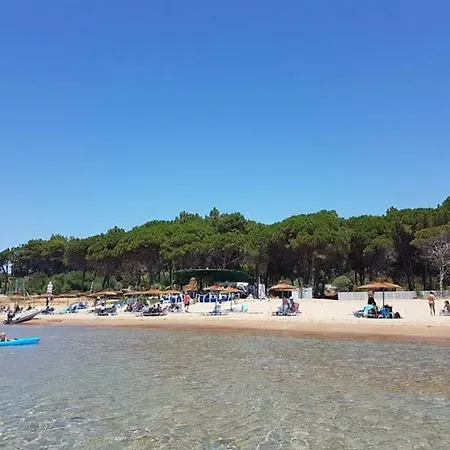 Helonata * Αρκούδι